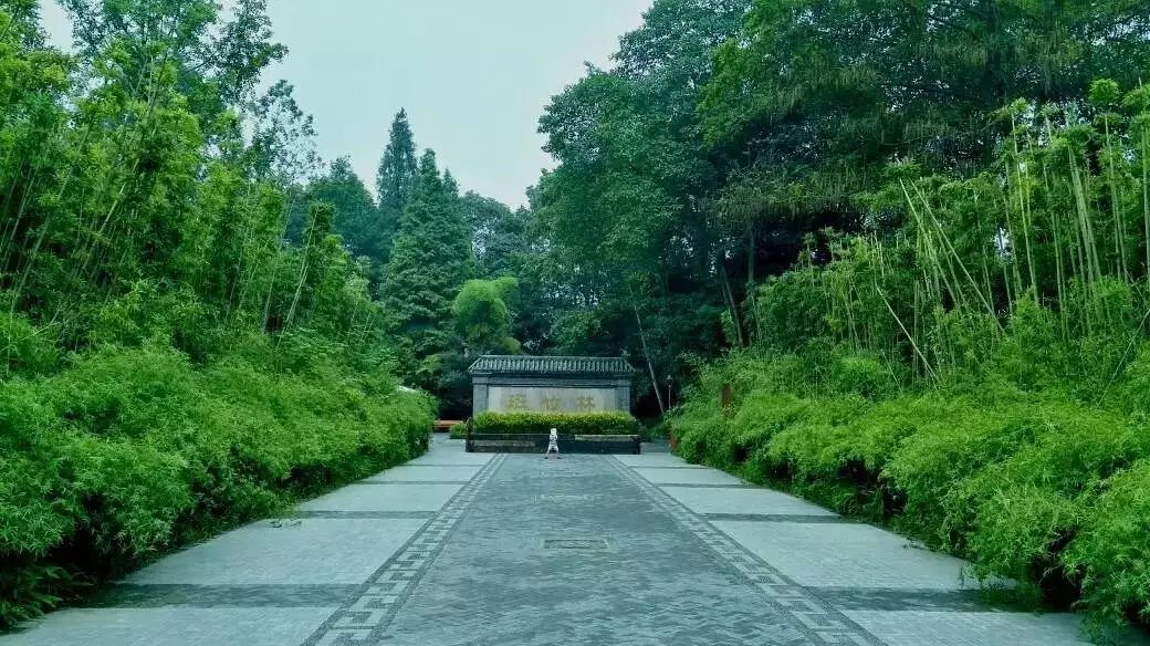 在新津斑竹林,除了可以见到白鹤,还有大片的草坪.